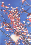 licie (1)